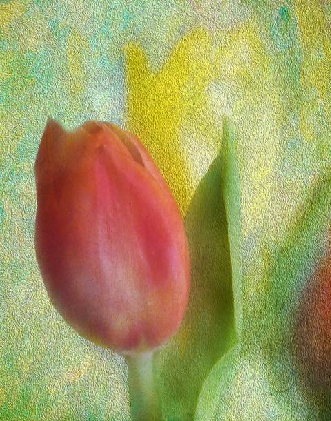 Painterly photography - tulip