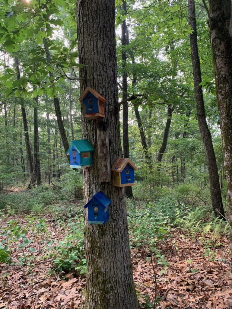 Colorful birdhouses hanging in the 1-mile loop at Stroudsmoor.