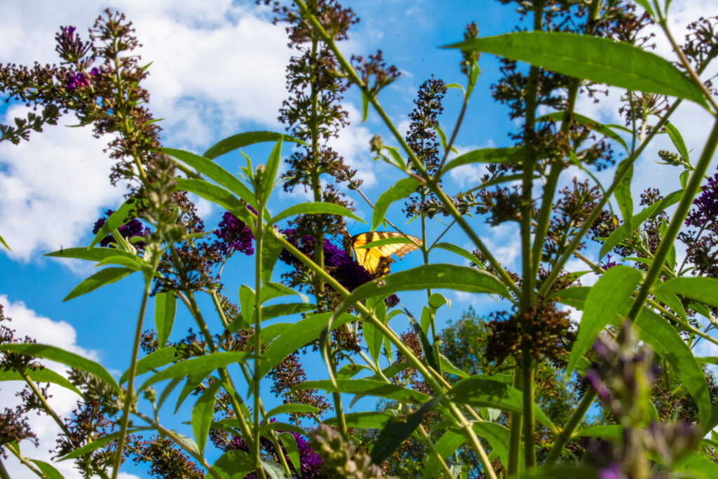 Yellow butterfly sits upon wildflower