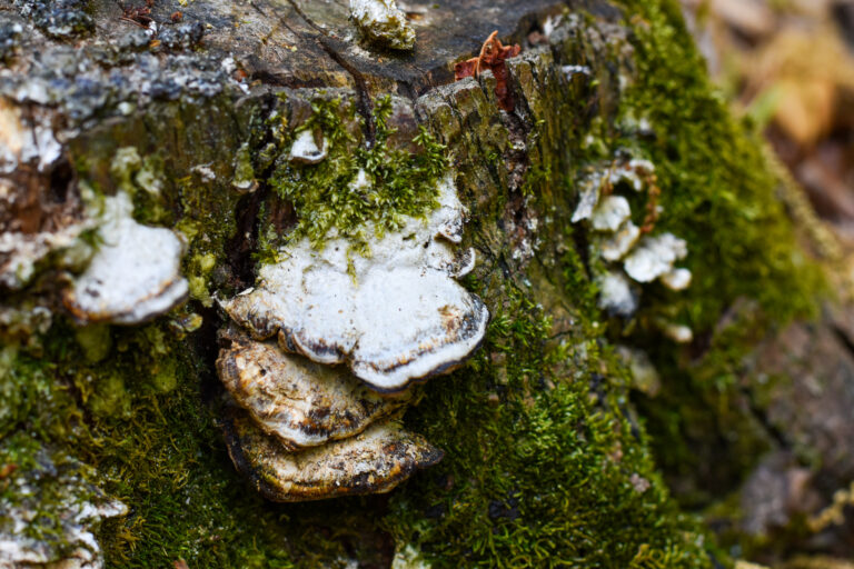 Turkey fan fungus grows on short tree stump