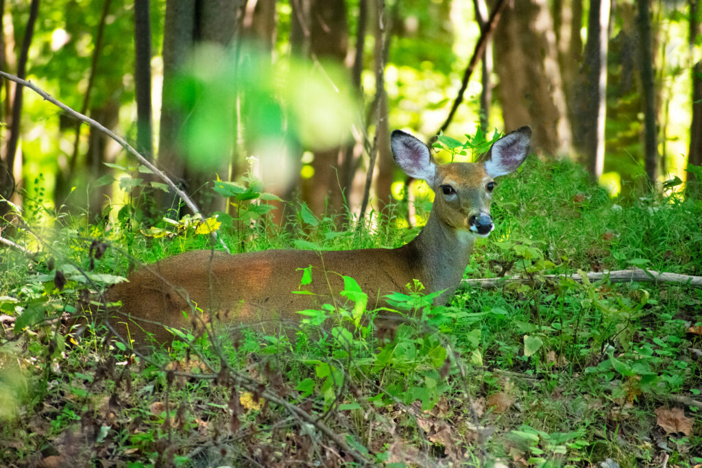 White tailed deer lies among foliage