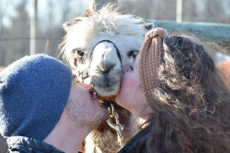 Couple kisses alpaca on its face