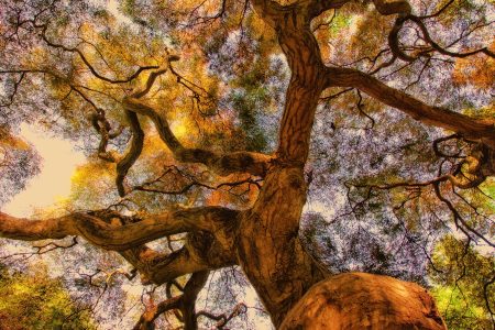 Tree-of-Life-small-opt