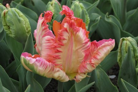 parrot-tulip-006